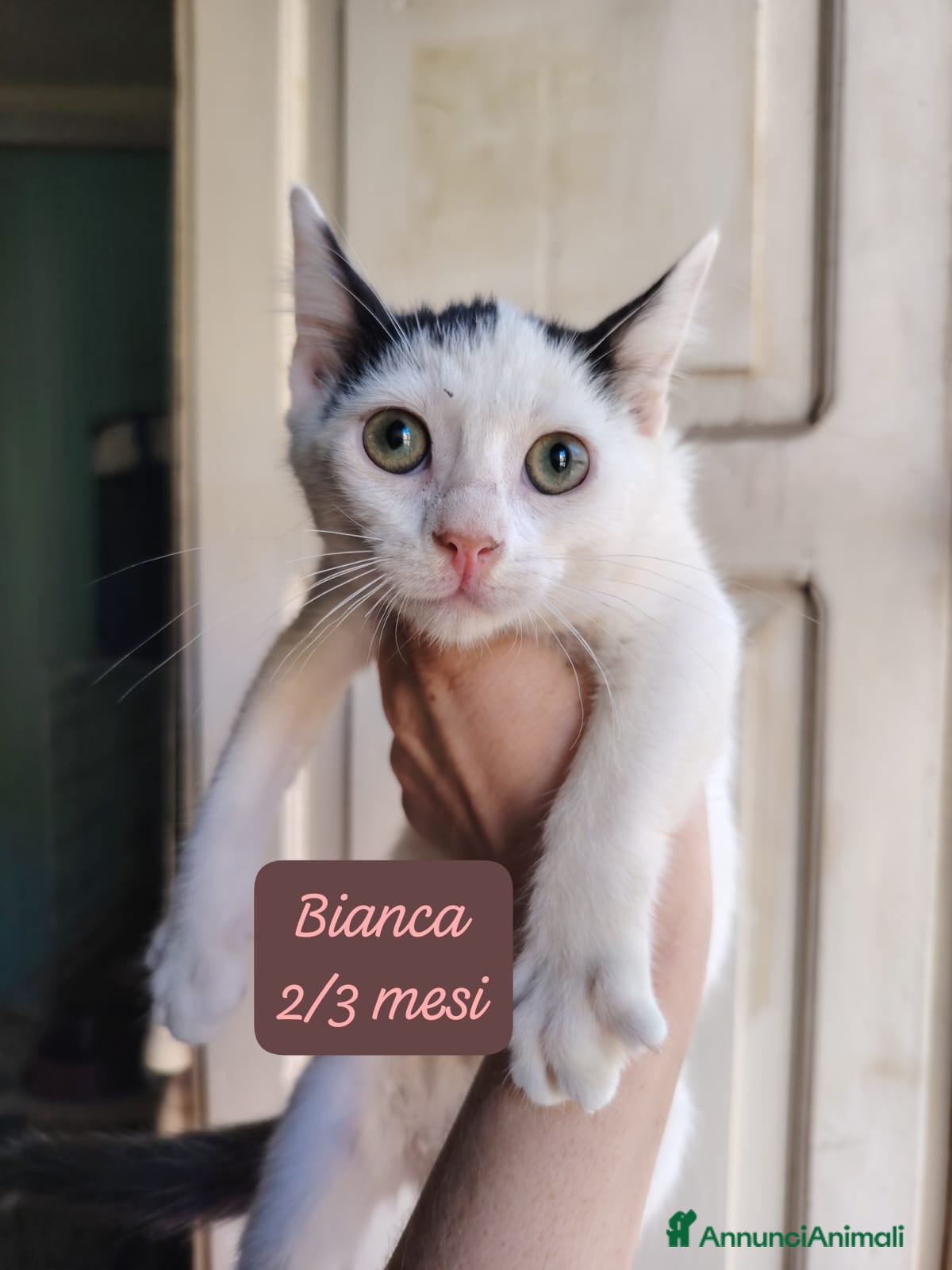 Europeo gatti Urgenti famiglie per questi gattini  - Annuncio 5