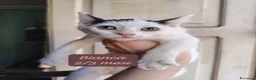 Europeo gatti in regalo: Urgenti famiglie per questi gattini  - Annuncio 1