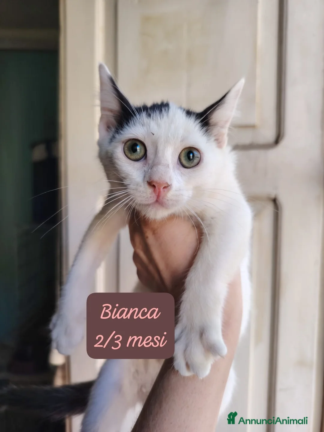 Europeo gatti in regalo: Urgenti famiglie per questi gattini  - Annuncio 1