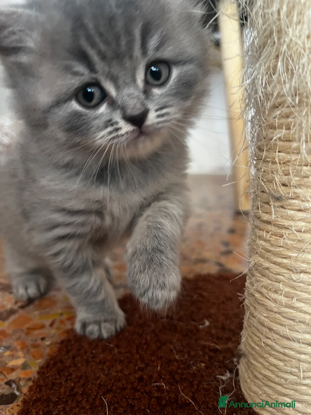 Scottish gatti in vendita: Schottish straight/fold - Annuncio 2