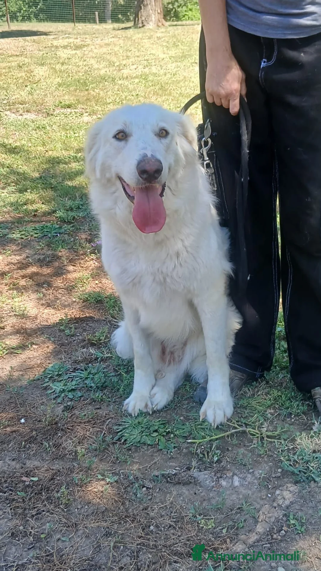 Meticcio cani in regalo: LEILA LA DOLCE MAREMMANA CERCA CASA, IN ADOZIONE - Annuncio 4