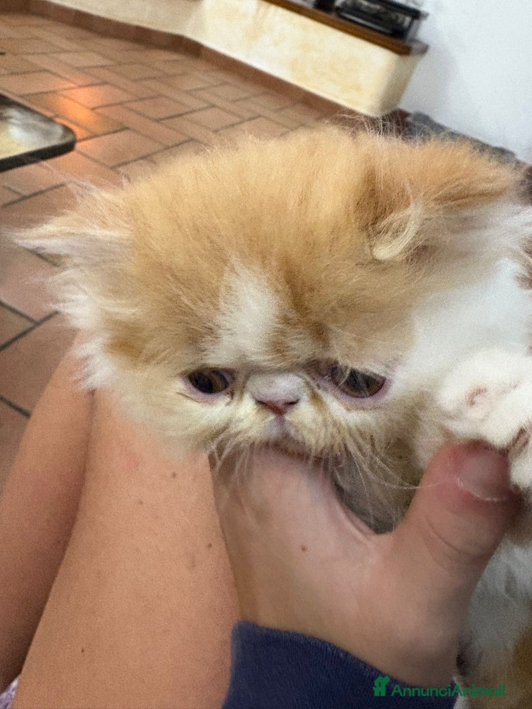 Persiano gatti in vendita: Gattino persiano ipertipico  - Annuncio 7