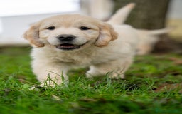 Golden Retriever cani in vendita: cuccioli di golden retriever a Provincia di Rovigo - Immagine 7