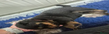 Rottweiler 4