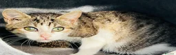 Europeo gatti in regalo: Gattina dolcissima 3 mesi - Annuncio 4