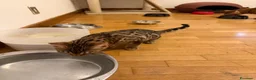 Bengala gatti in regalo: Cucciola bengala - Annuncio 2