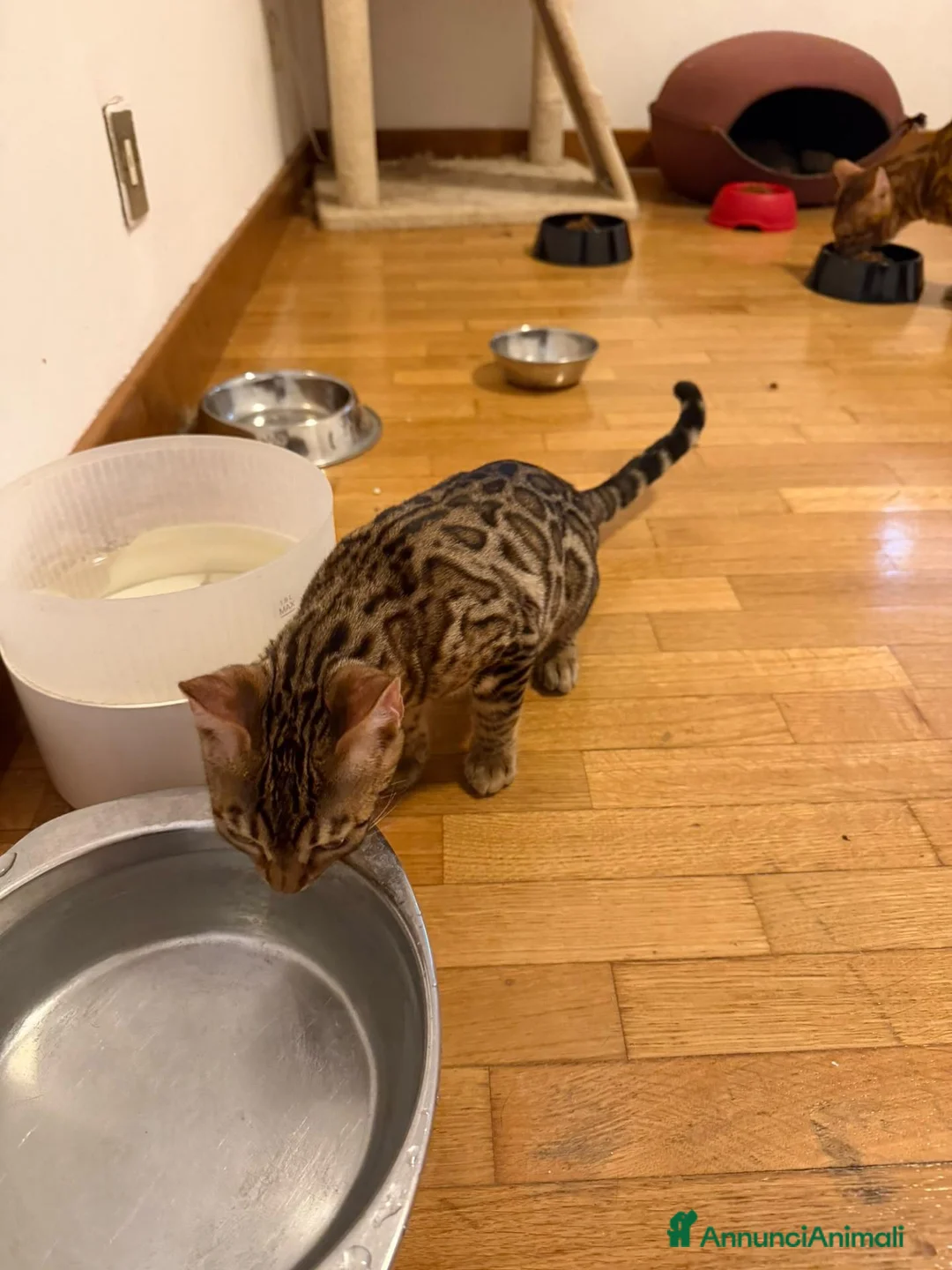 Bengala gatti in regalo: Cucciola bengala - Annuncio 2