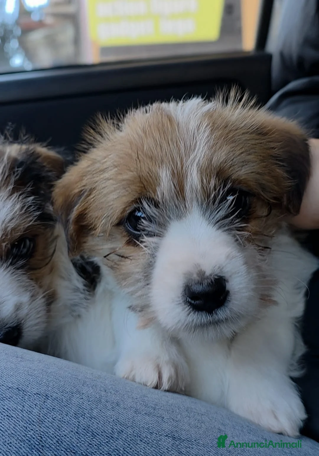 Jack Russell cani in vendita: Cuccioli di Jack Russell  - Annuncio 7