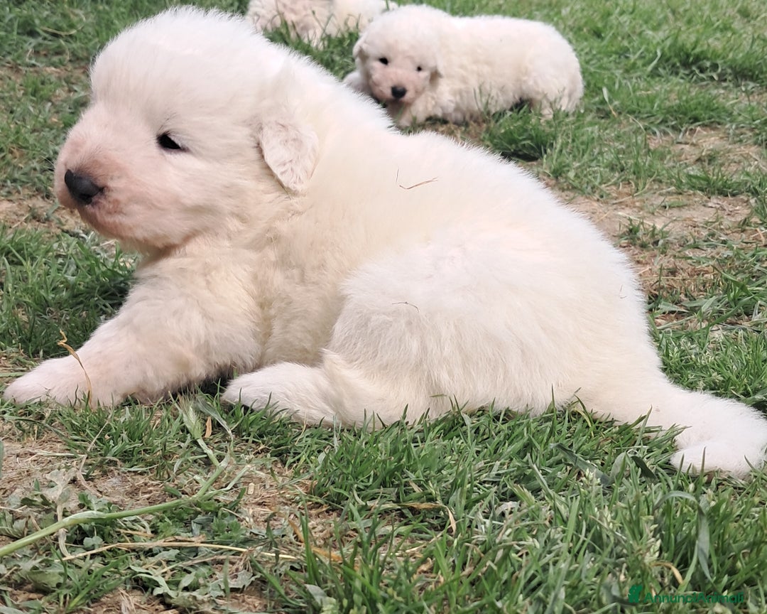 Pastore Maremmano cani in vendita: cuccioli e cuccioloni di pastore Maremmano Abruz. - Annuncio 13