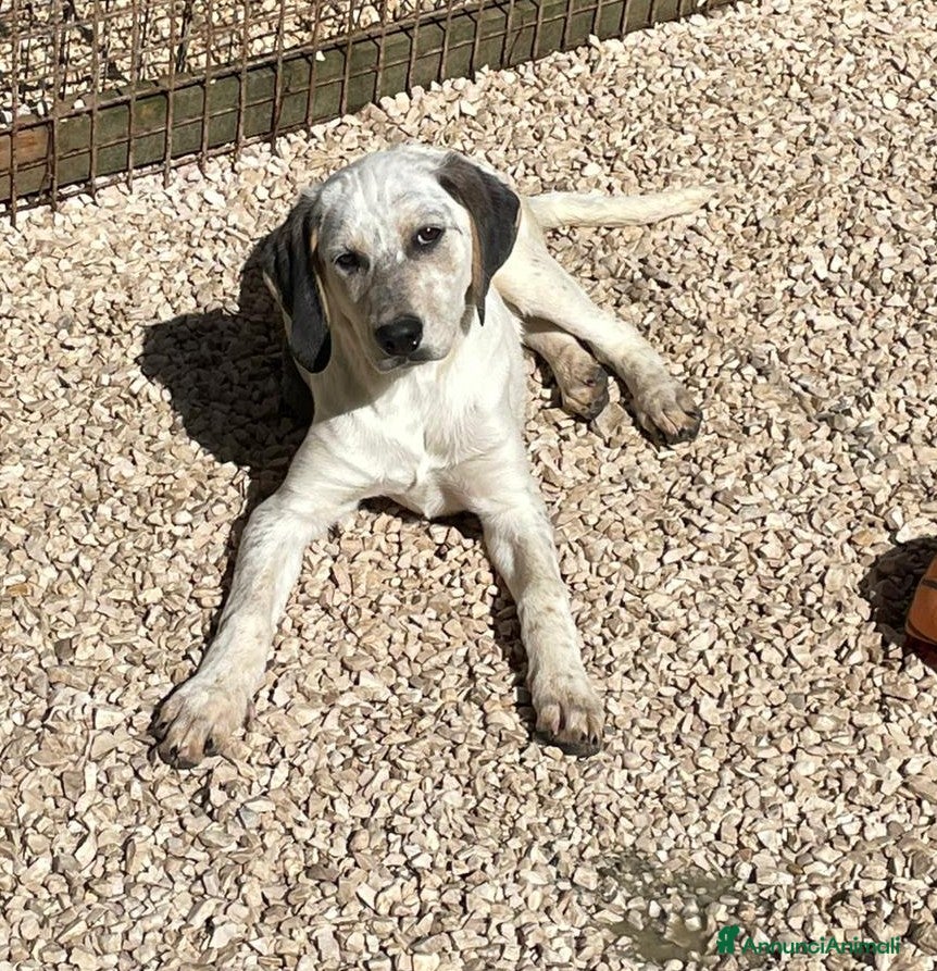 Meticcio cani SOS SOS DOLCE CUCCIOLA - Annuncio 16