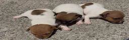 Jack Russell cani in vendita: Cuccioli di jack russell  - Annuncio 3