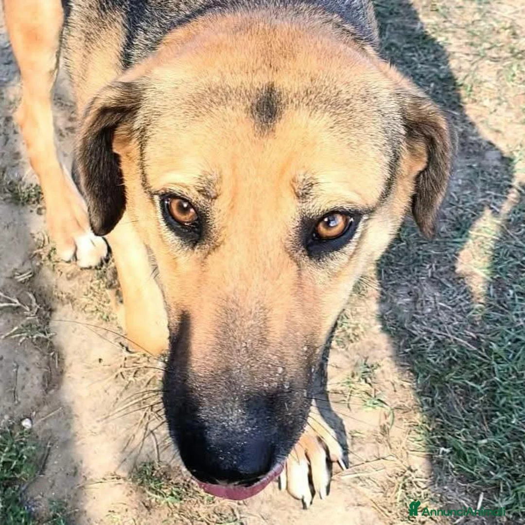 Meticcio cani in regalo: Lulù, strepitosa simil pastore t in adozione  a Provincia di Latina - Annuncio 5