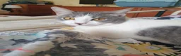 Europeo gatti in regalo: BRIGITTE, dolce gattina in adozione  - Annuncio 4