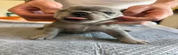 Bulldog Francese cani in vendita: bulldog francese  - Annuncio 29