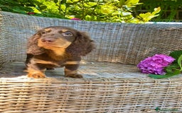 Bassotto cani in vendita: 🌟Splendidi cuccioli di bassotto a pelo lungo🌟 a Città metropolitana di Milano - Immagine 13