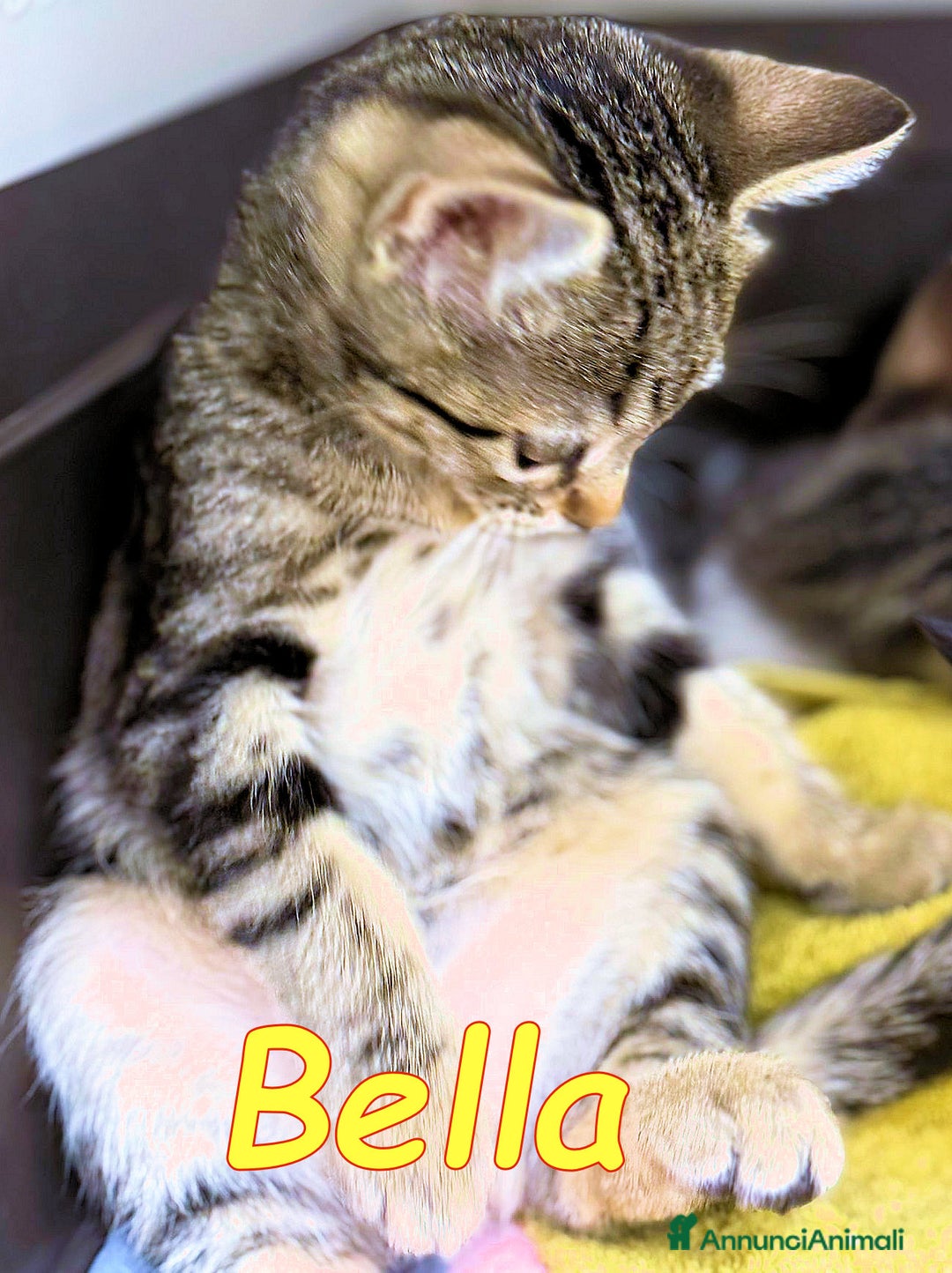 Europeo gatti in regalo: ADOZIONE PER BELLA ❤ - Annuncio 3