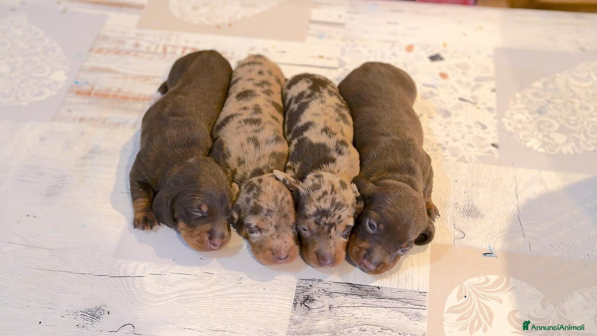Bassotto cani Cuccioli bassotto con pedigree - Annuncio 2