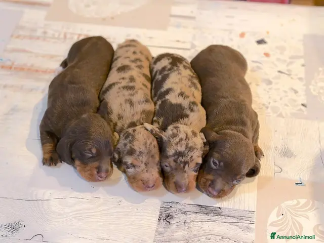 Bassotto cani in vendita: Cuccioli bassotto con pedigree - Annuncio 2