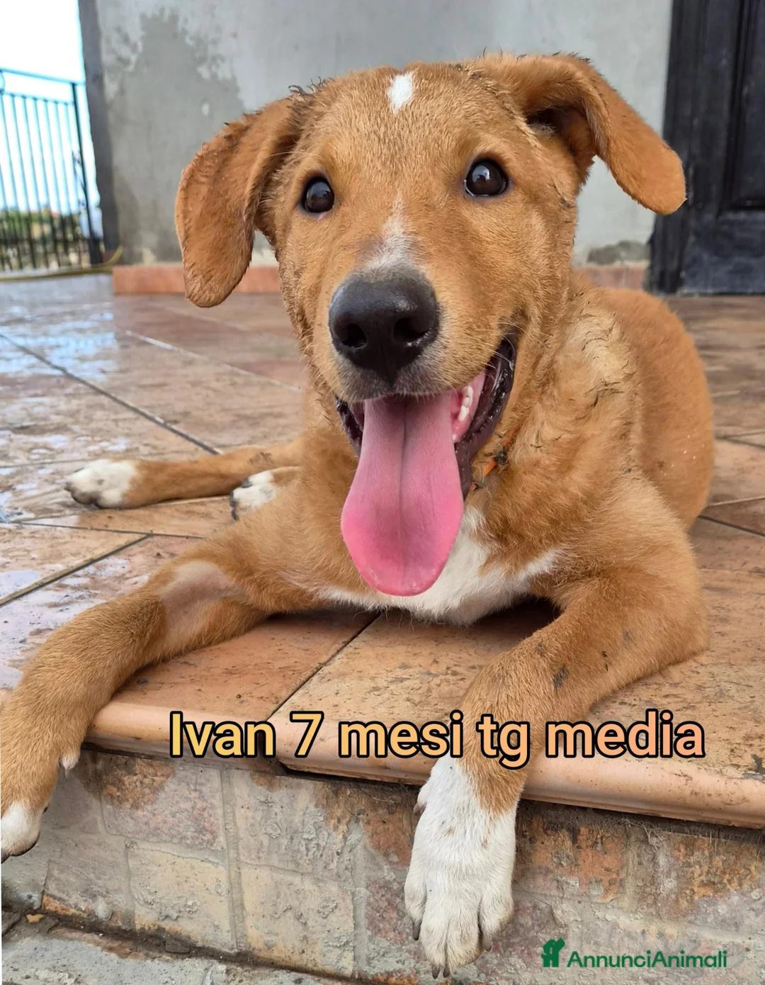 Meticcio cani in regalo: TANTI CUCCIOLI SOLI  a Provincia di Vicenza - Annuncio 14