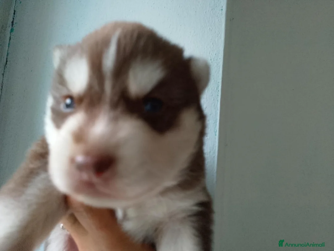 Husky cani in vendita: Siberian husky  - Annuncio 2