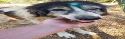 Meticcio cani in regalo: Jack ha lo sguardo buono  - Annuncio 5