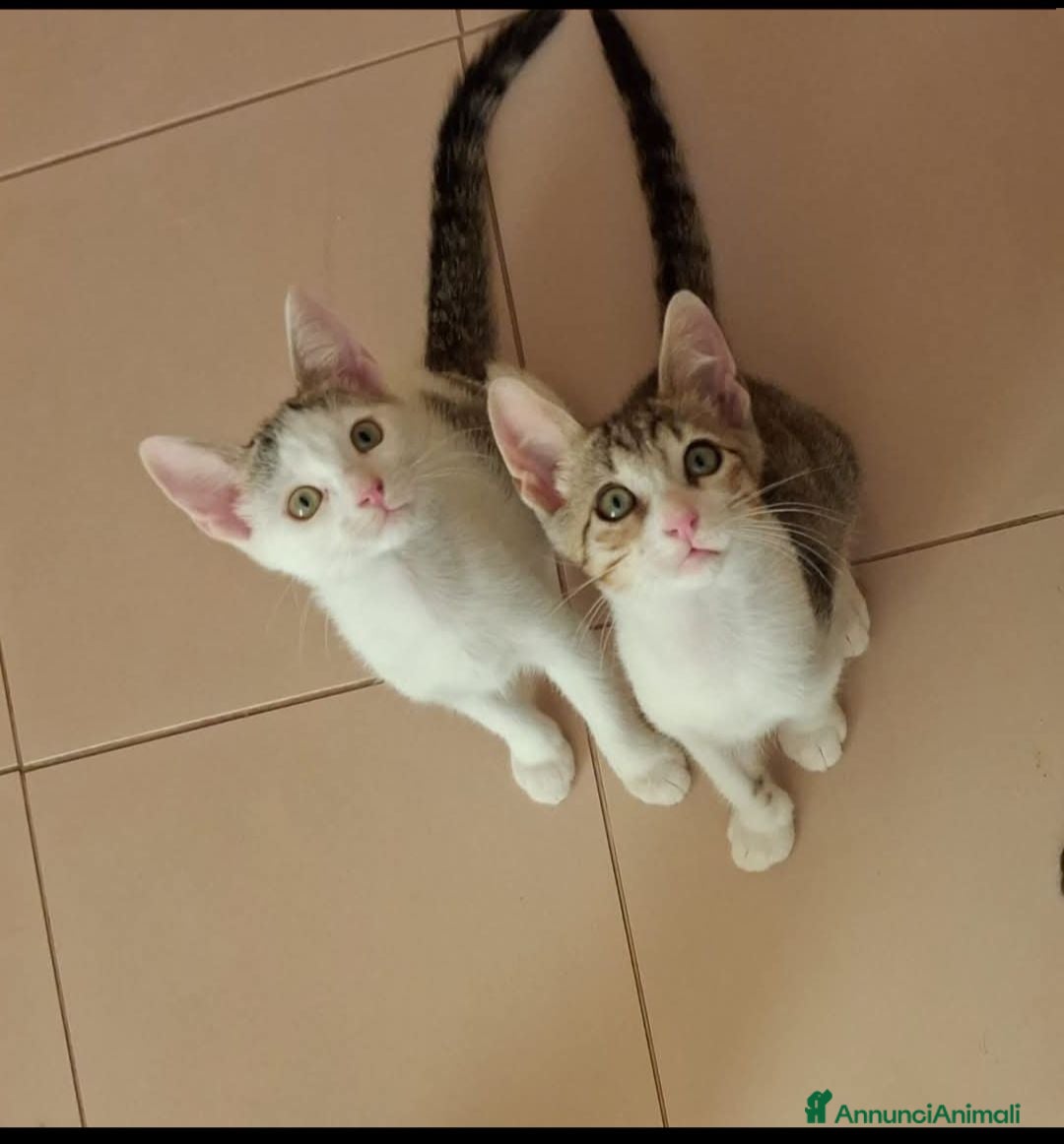 Meticcio gatti 2  fratellini chiari  - Annuncio 36
