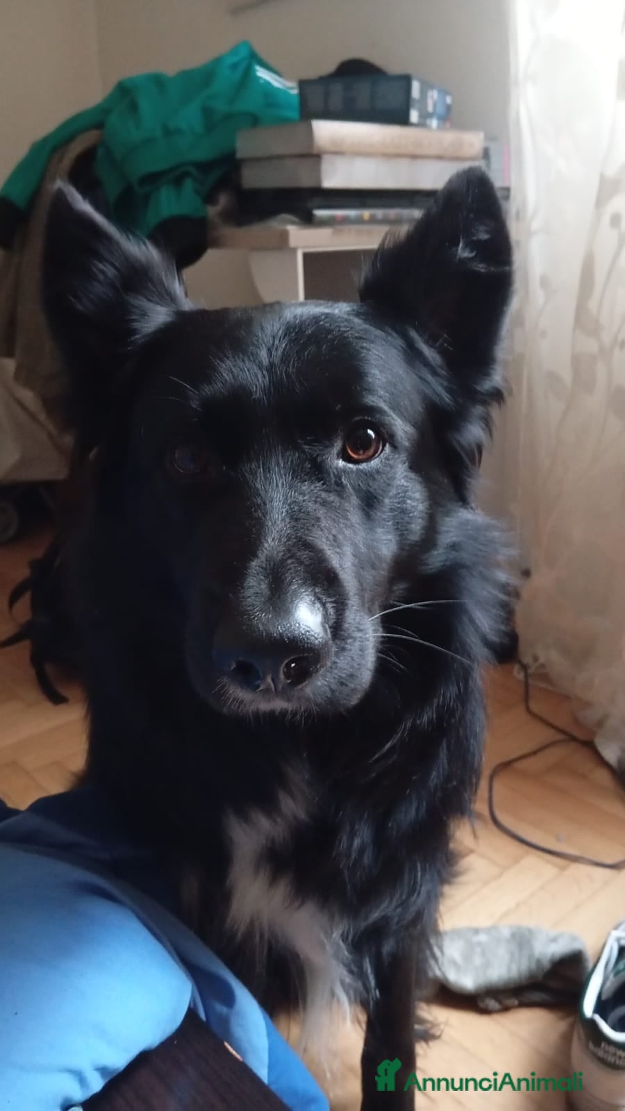 Altre razze cani Butch  a Provincia di Padova - Annuncio 4