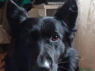 Altre razze cani Butch a Provincia di Padova - Annuncio 4