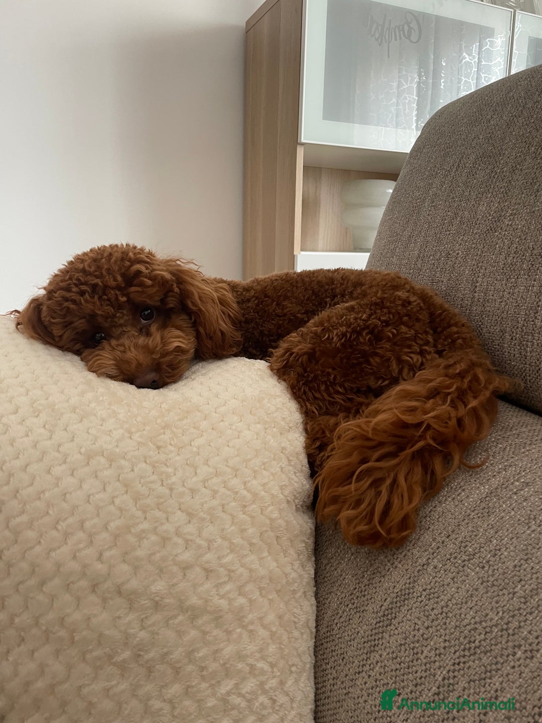 Barboncino cani per accoppiamento: Barboncino red nano, cerca fidanzata - Annuncio 3