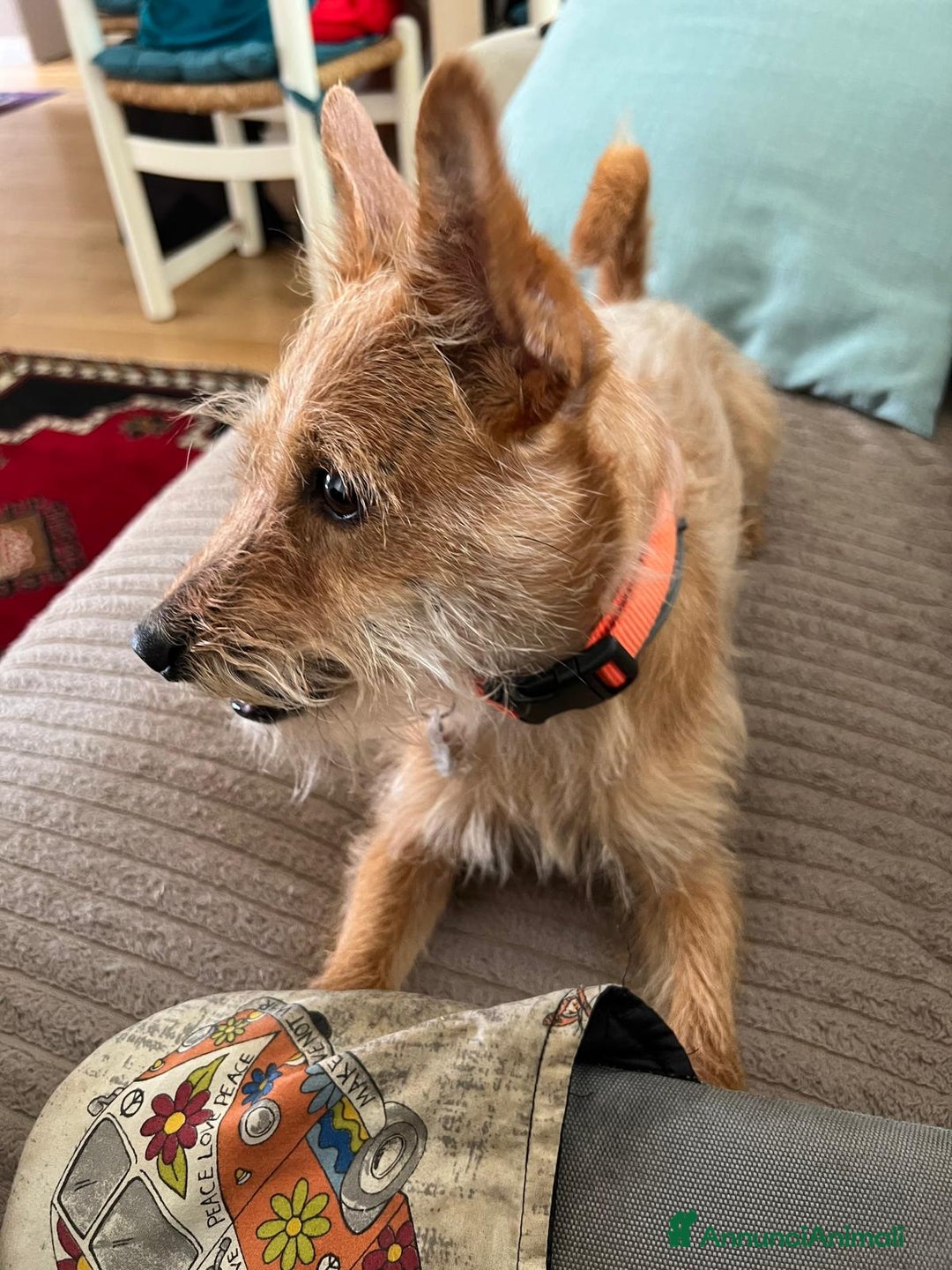 Meticcio cani in regalo: Regalo Meticcio - Annuncio 1