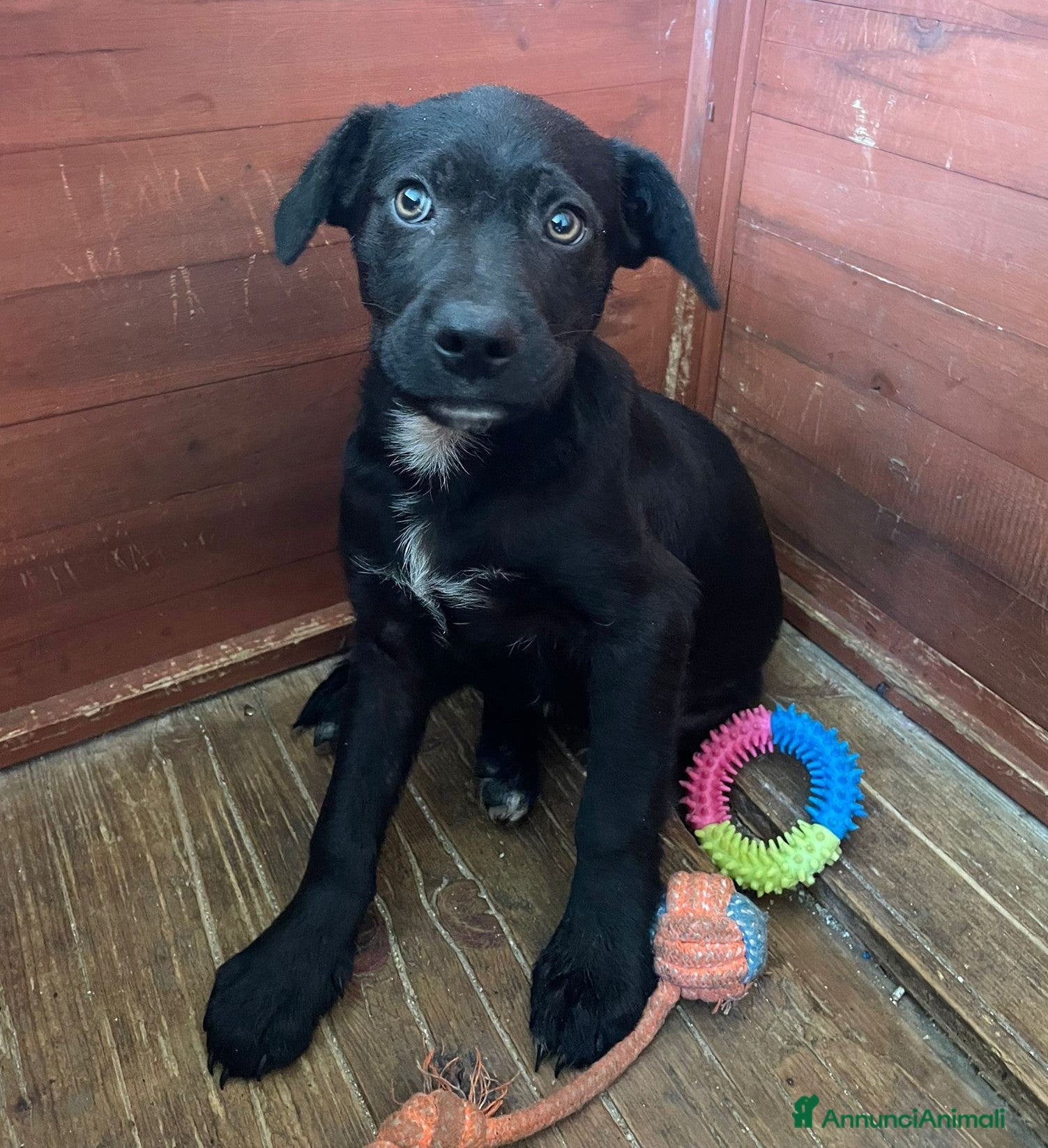 Meticcio cani TENERO SIMIL LABRADORINO NERO - Annuncio 22