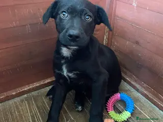 Meticcio cani TENERO SIMIL LABRADORINO NERO - Annuncio 22