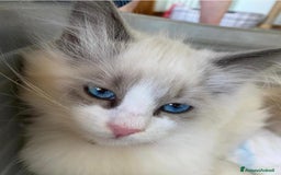 Siberiano gatti in vendita: Gatti cuccioli Siberiani ipoallergenici a Provincia di Forlì-Cesena - Immagine 2