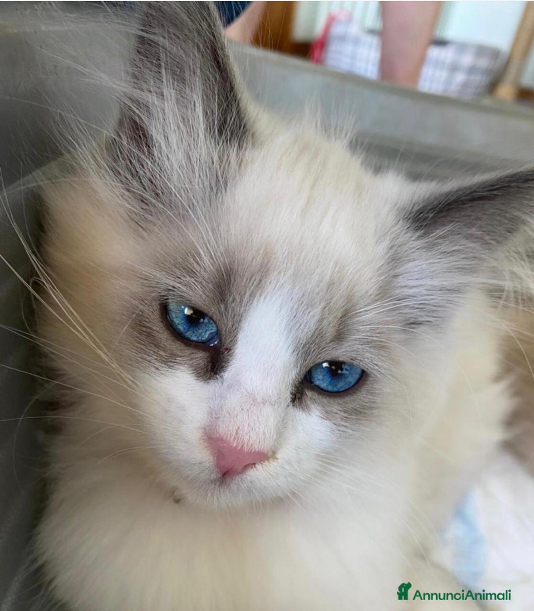 Siberiano gatti in vendita: Gatti cuccioli Siberiani ipoallergenici a Provincia di Forlì-Cesena - Immagine 2