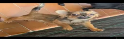 Chihuahua cani in vendita: Chihuahua mini  - Annuncio 4