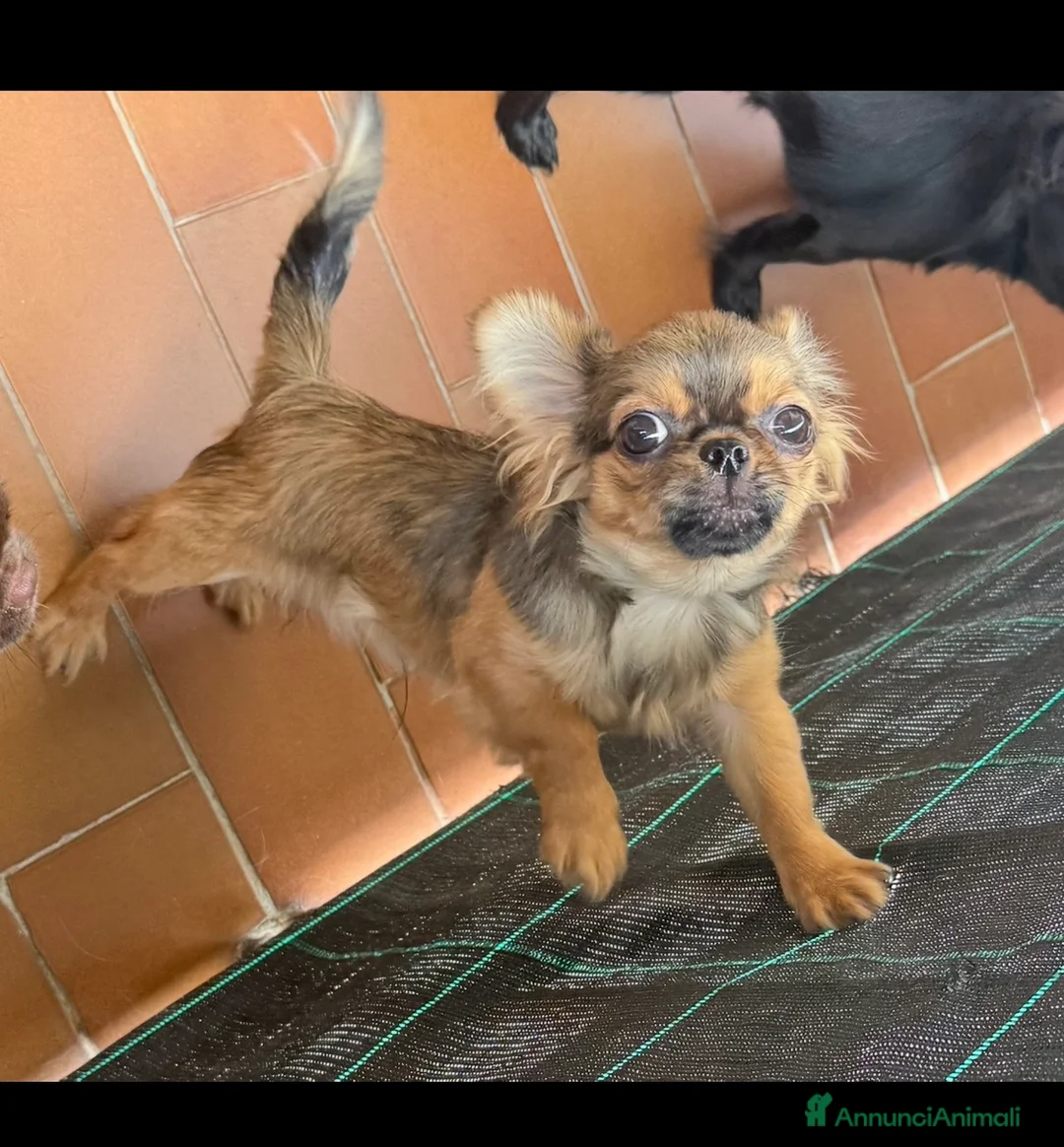 Chihuahua cani in vendita: Chihuahua mini  - Annuncio 4