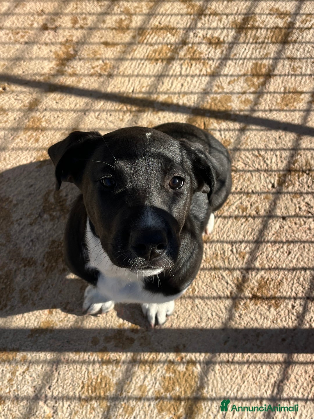 Meticcio cani in regalo: Cucciole sorelle in canile  - Annuncio 8