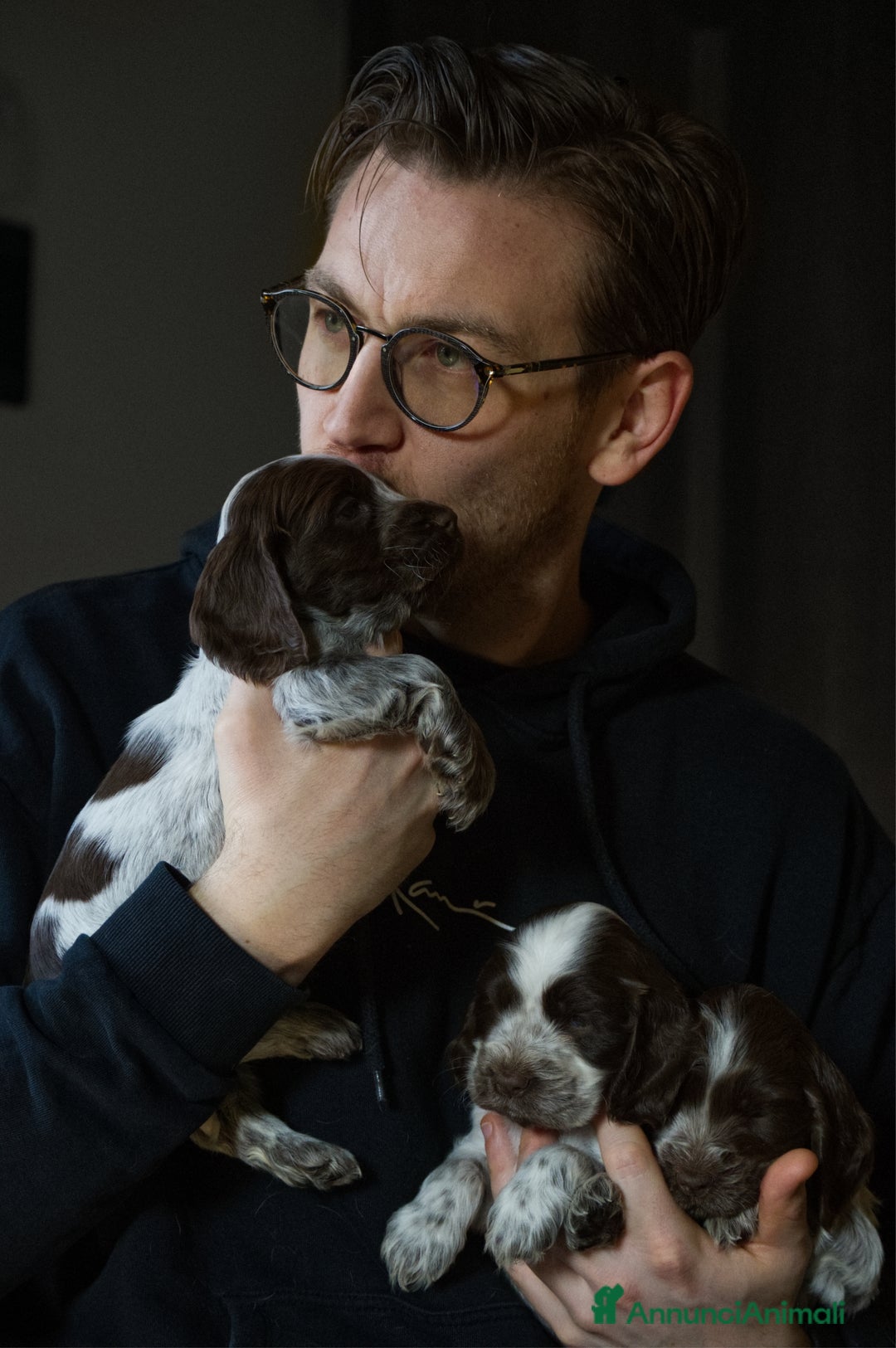 Cocker cani in vendita: Cocker Spaniel Inglesi - Cioccolato Roano  - Annuncio 9