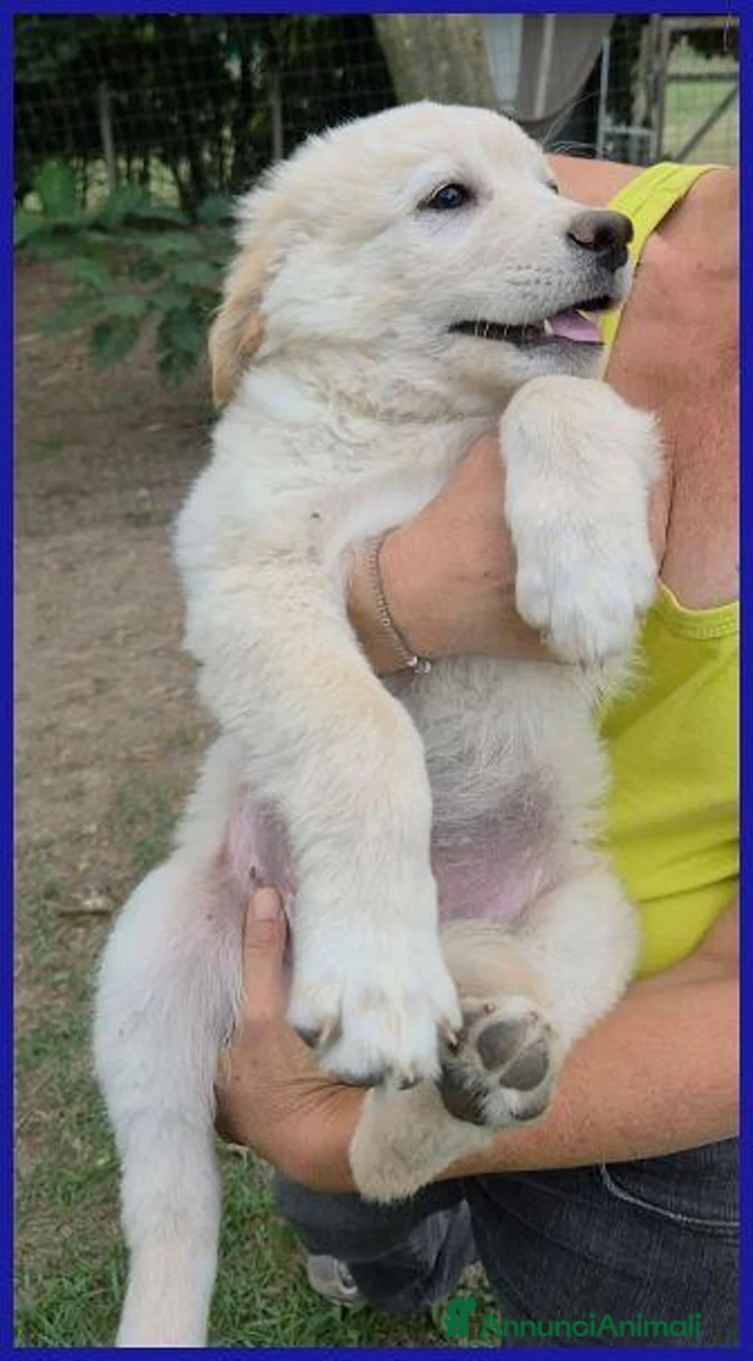 Meticcio cani in regalo: TZATZIKI simpatico cucciolotto - Annuncio 7