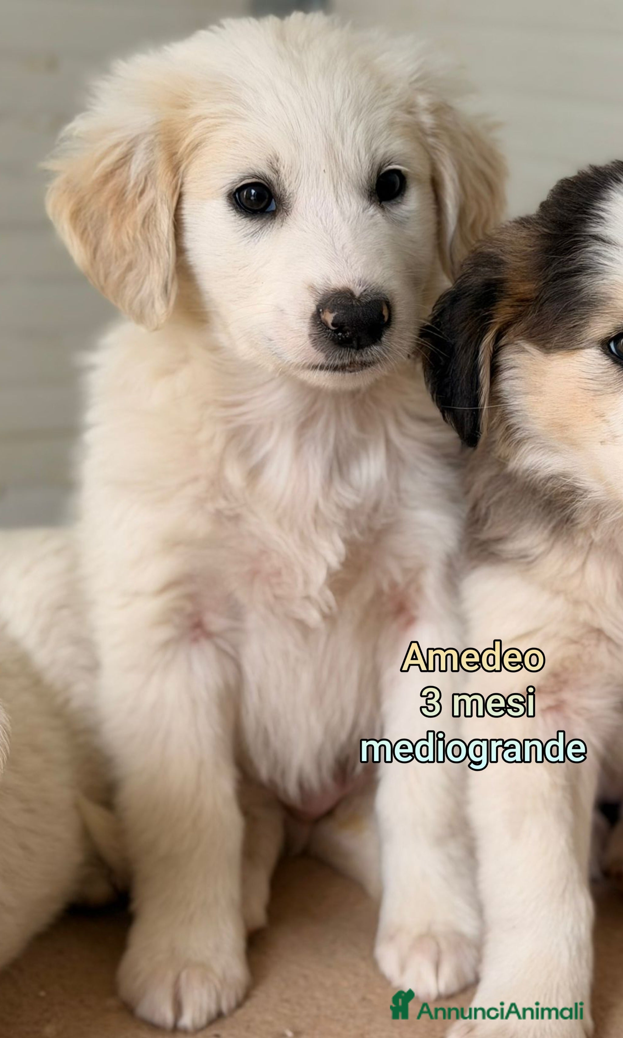 Meticcio cani CUCCIOLI ABBANDONATI: EMERGENZA  - Annuncio 1