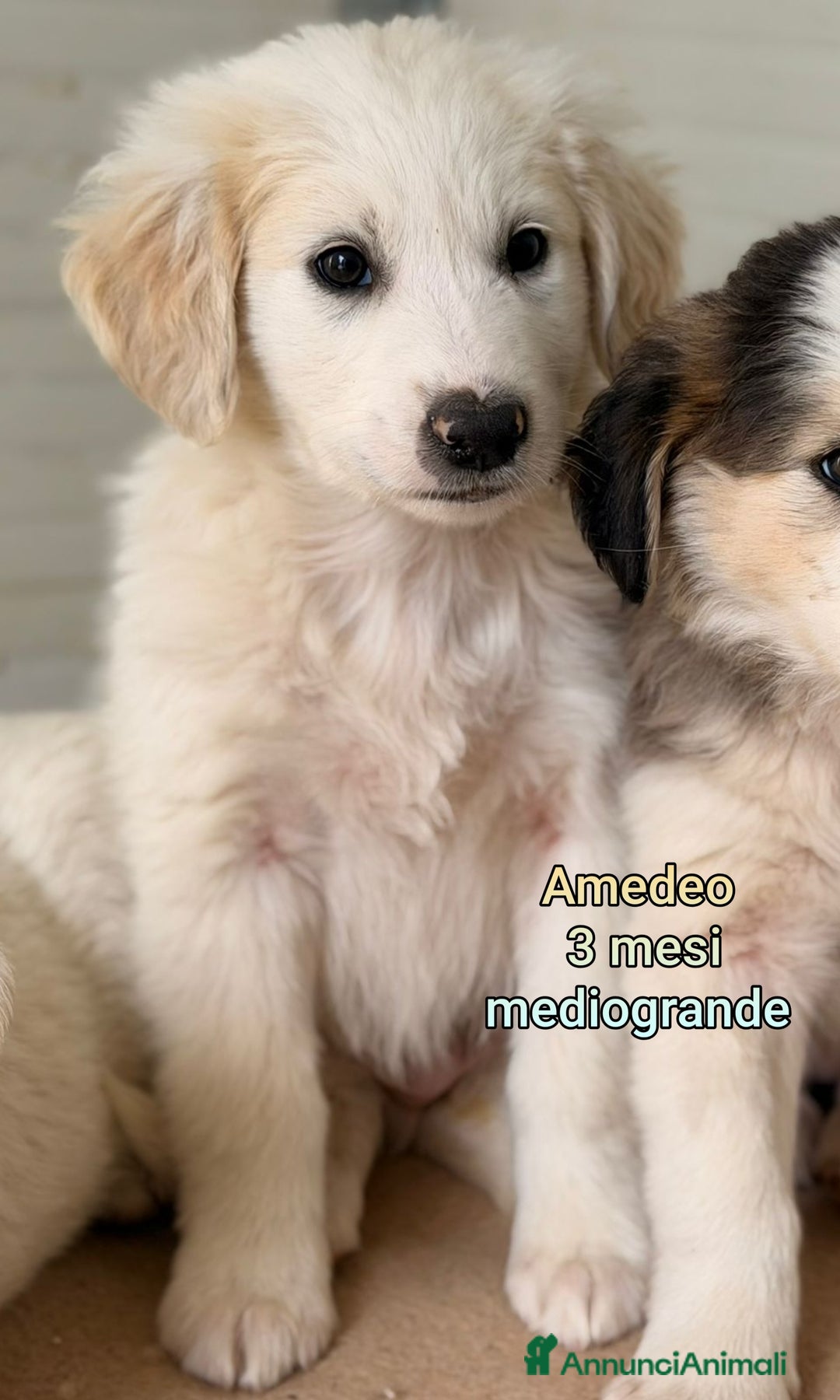 Meticcio cani in regalo: CUCCIOLI ABBANDONATI: EMERGENZA  - Annuncio 1