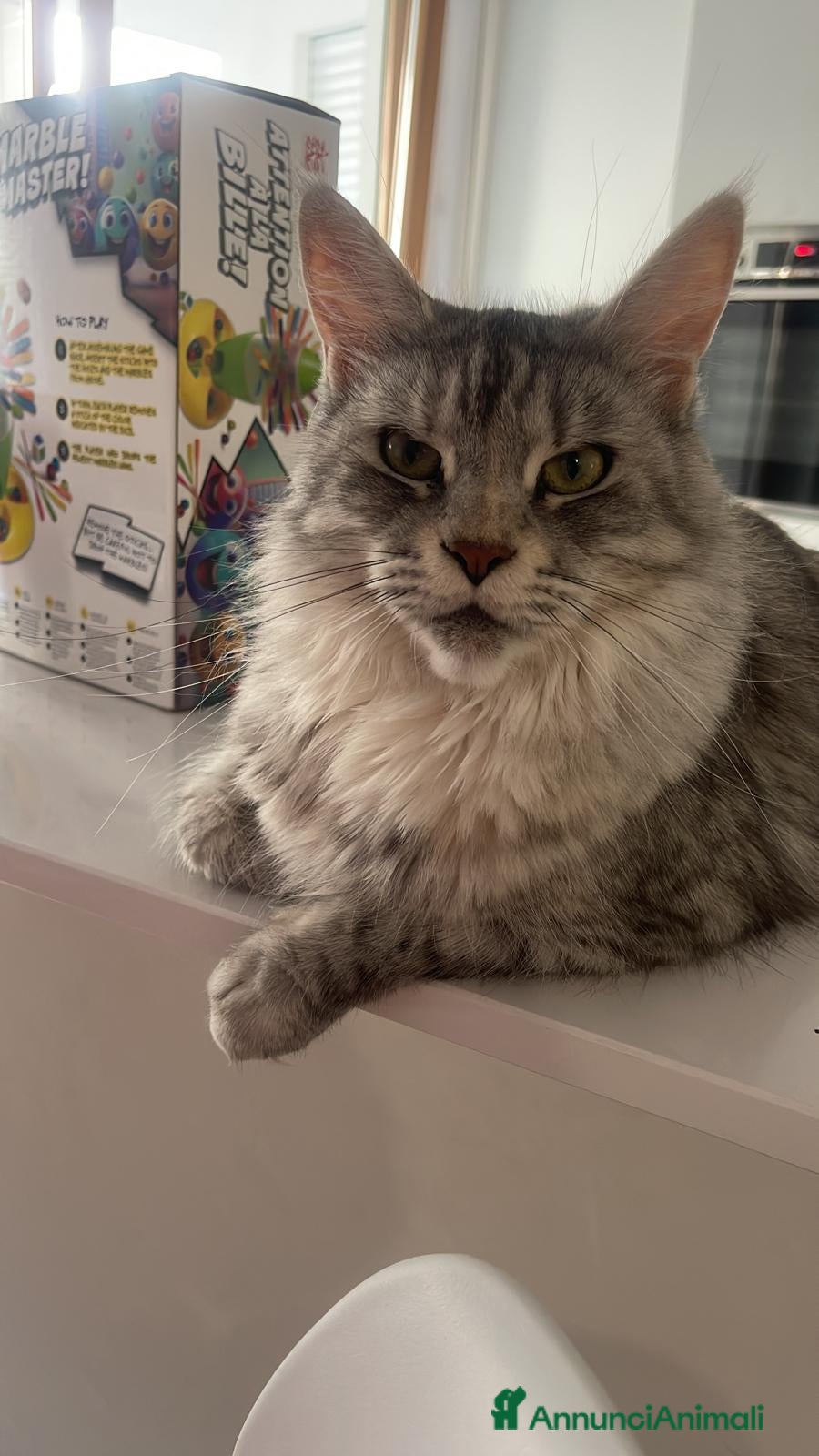 Maine Coon gatti Maine coon con pedigree anche libero  - Annuncio 16