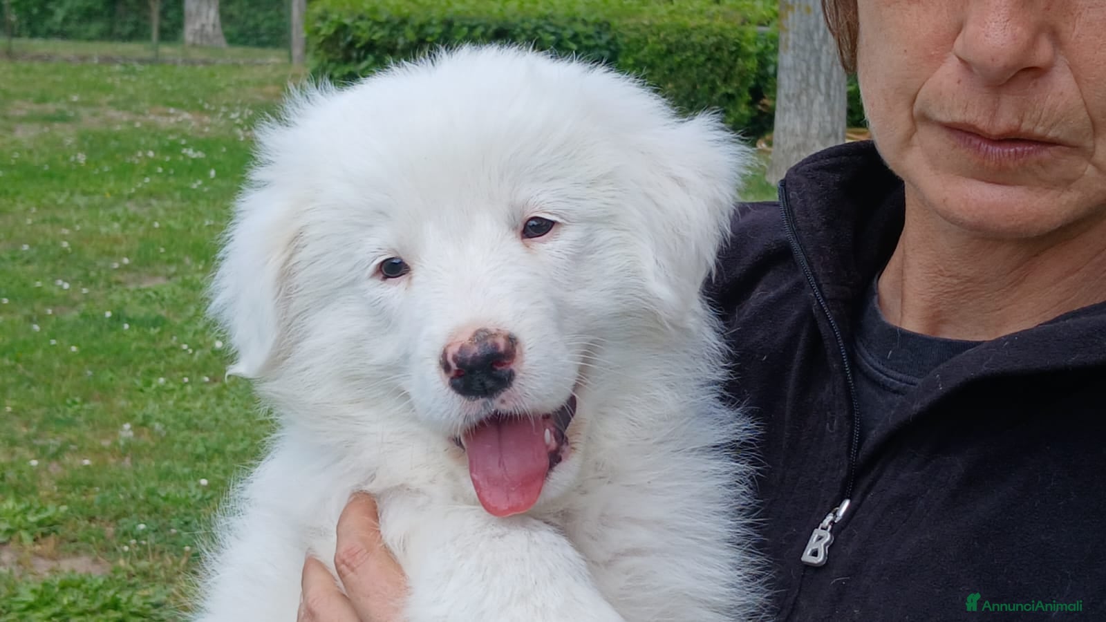 Meticcio cani TUNDRA SPLENDIDA CUCCIOLA IN CERCA D'AMORE - Annuncio 9