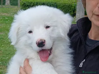 Meticcio cani TUNDRA SPLENDIDA CUCCIOLA IN CERCA D'AMORE - Annuncio 9