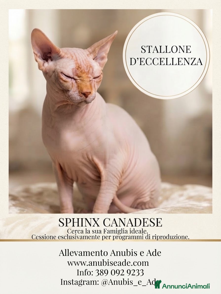 Sphynx gatti Sphynx  - Annuncio 39