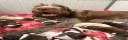 Spinone cani in vendita: Cuccioli di Spinone Italiano - Annuncio 6