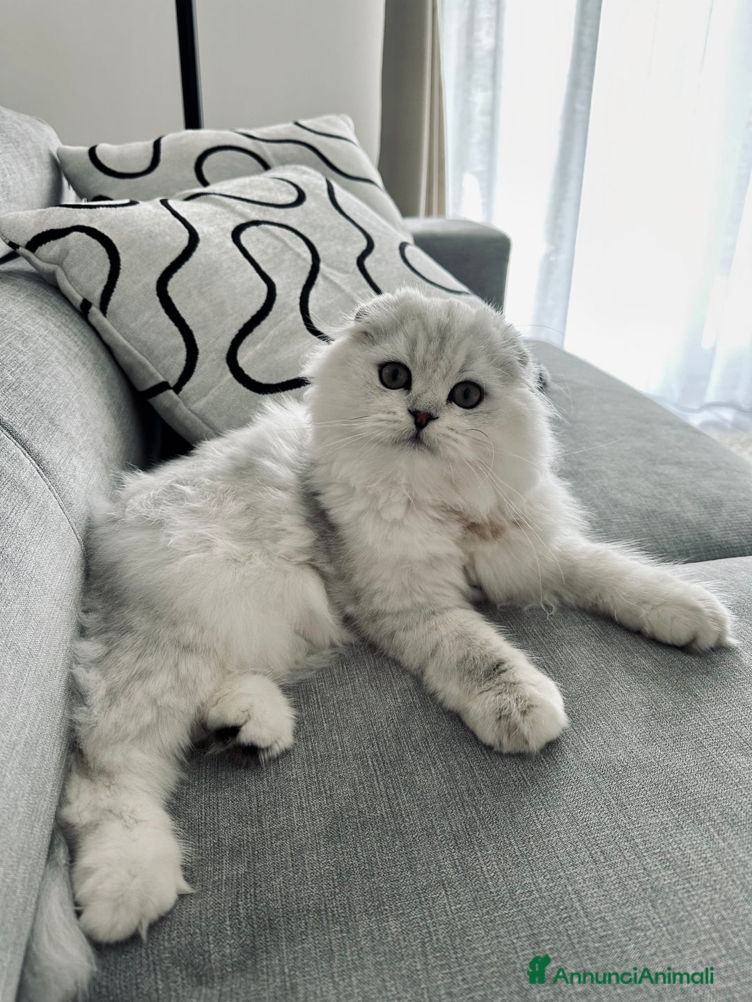 Scottish gatti per accoppiamento: Scottish fold maschio per accoppiamento  - Annuncio 4