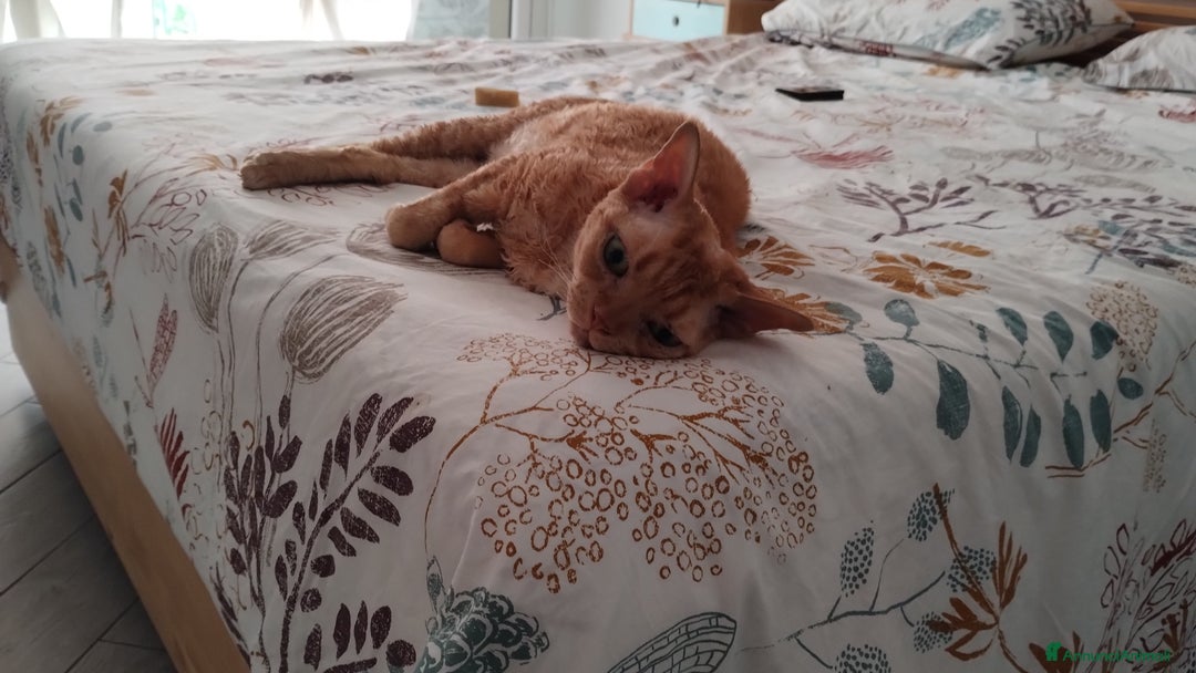 Devon Rex gatti in regalo: Regalo Devon Rex  - Annuncio 4