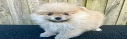 Volpino Pomerania cani in vendita: Adorabili cuccioli di Pomerania - Annuncio 4