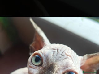 Sphynx gatti Cucciola di canadian sphynx - Annuncio 4